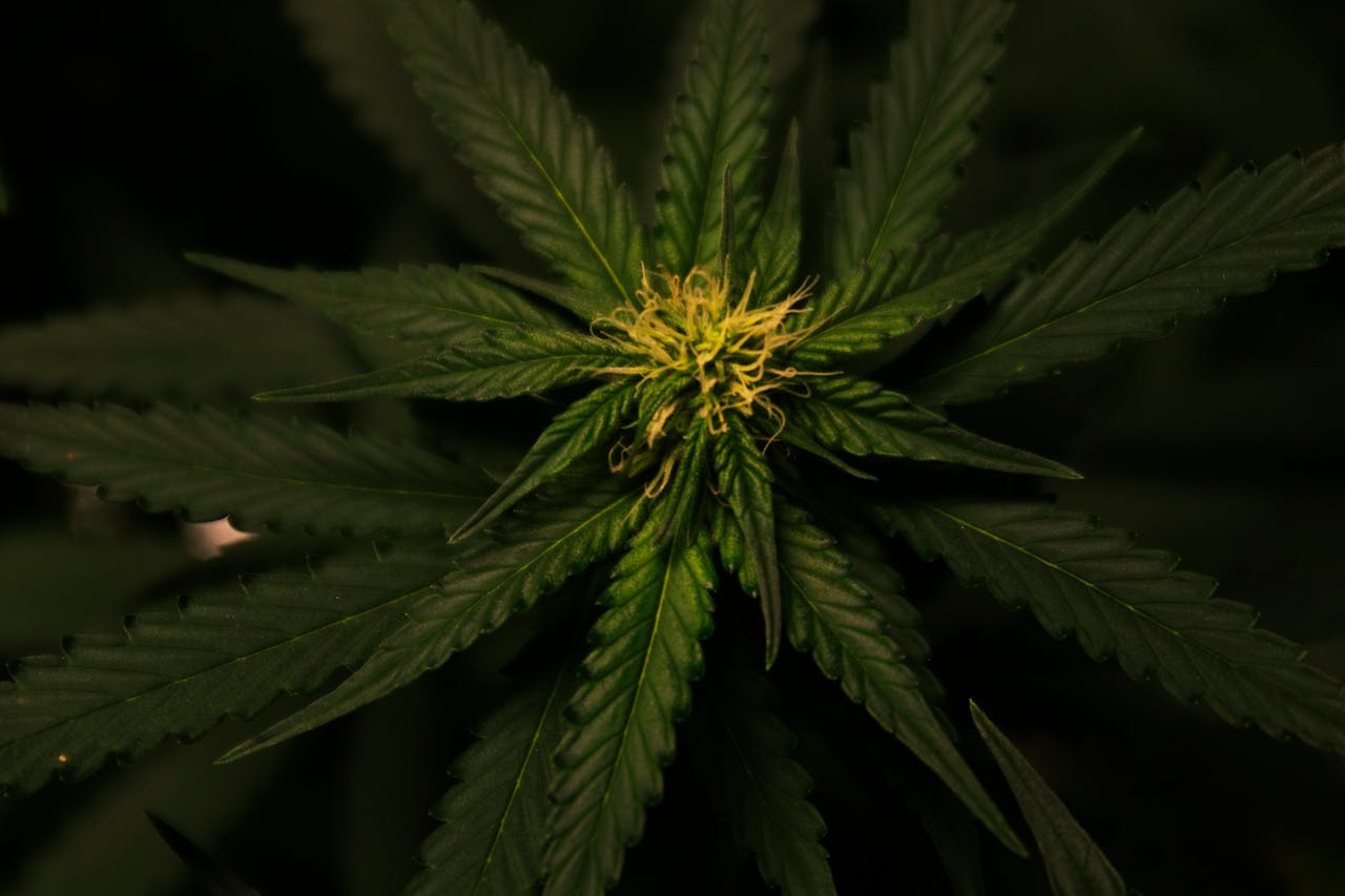 Home Detailed view of a cannabis plant with vibrant green foliage and intricate leaf patterns.