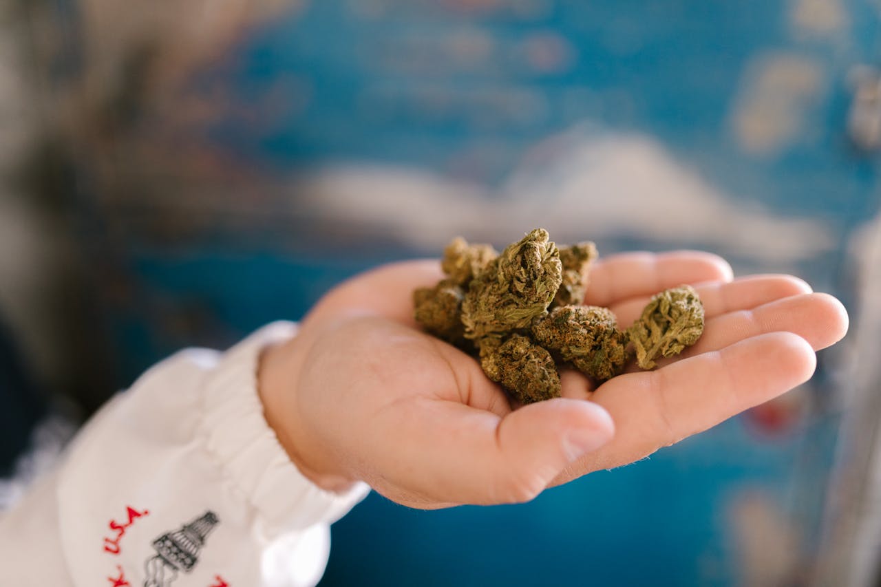 About Hand holding dried cannabis buds with a blurred background, showcasing marijuana flora.