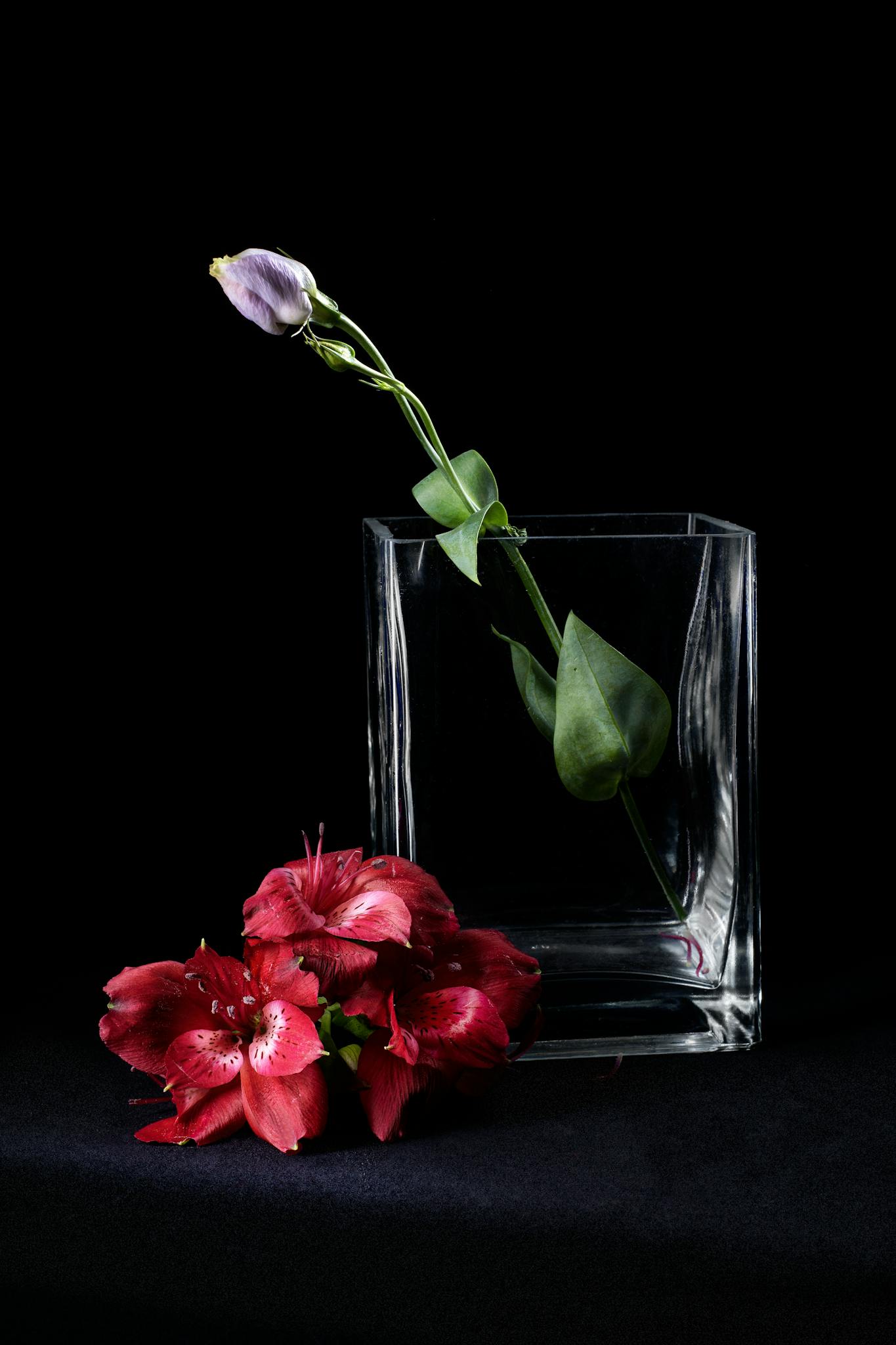 About A delicate floral arrangement with a glass vase, featuring vibrant red and soft purple flowers against a black background.