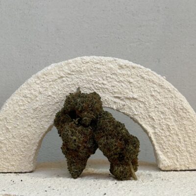 Cali Gelato - INDICA