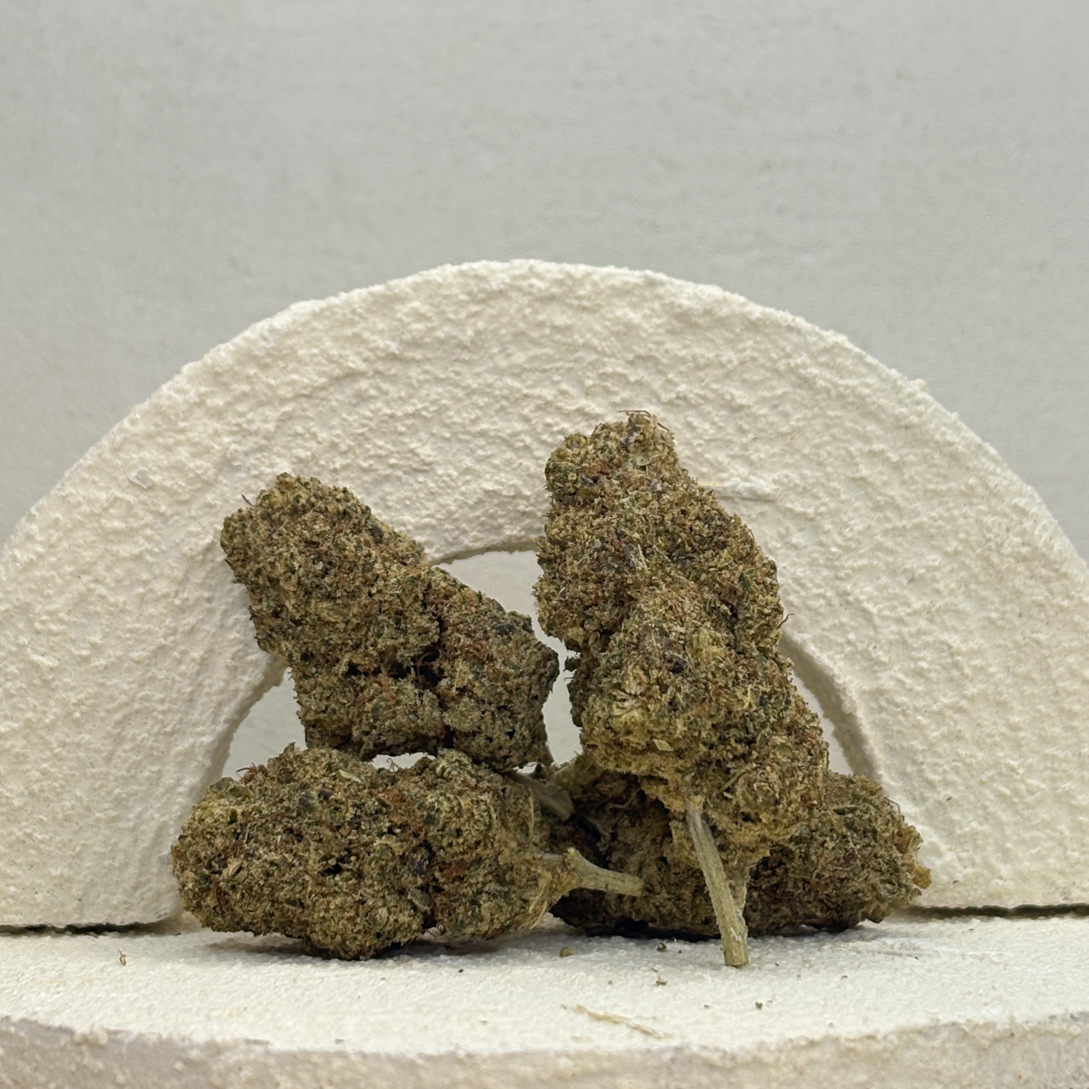 Cookie Kush Sativa +